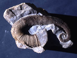 Paraspinoceras puzosianum -  () -   -  - inc.