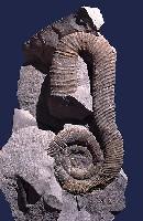 Macroscaphites yvani