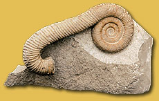 macroscaphites yvani