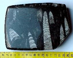 Orthoceras  -  (P) -  Erfoud -  - Maroc