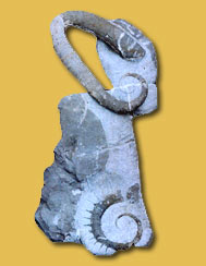 Lytocrioceras