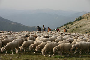 transhumance - par Marc Jauniaux (29-07-2005)