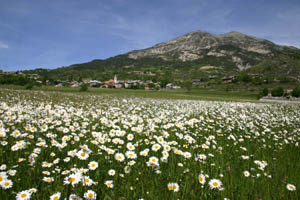 The village in the marguerites - par Marc Jauniaux (26-05-2006)